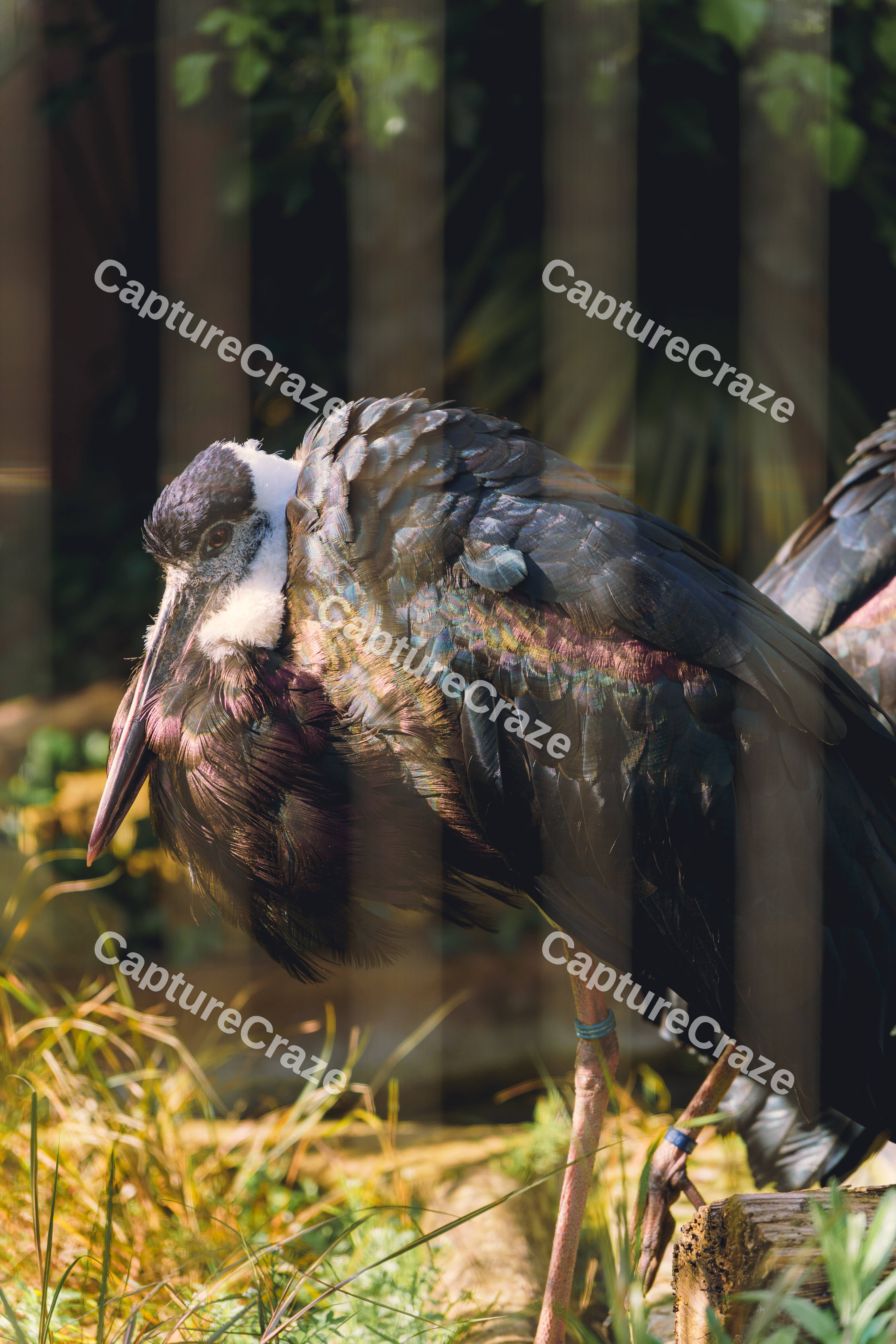 2 Wooly Necked Stork